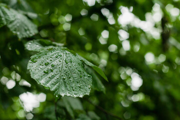 Rain drops on the leaf.