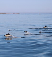 Naklejka premium Dolphins jumping on the sea 