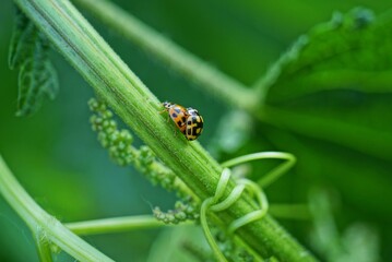 two little ladybugs mate on a green stem of a plant in nature