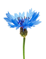 Beautiful blue cornflower isolated on white background.  Selective focus