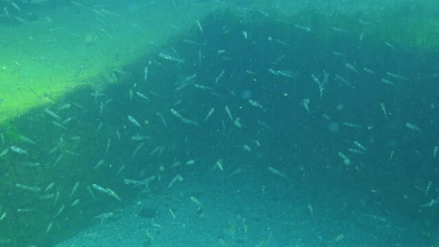 The transparent goby (Aphia minuta), small pelagic fish swim in the water column. Black Sea.