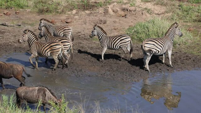Nervous zebra and blue wildebeest at the waterhole - with sound