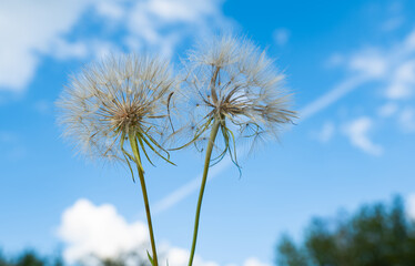 dandelion on a background of blue sky