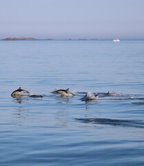 dolphins in the water in Brittany 
