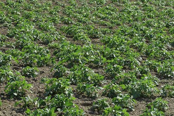 many rows of bushes of green potato bushes in the gray ground in the garden bed