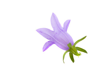 meadow bell isolated