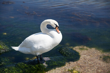Beautiful white swan swims in sea water
