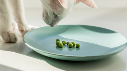 White cat eating green raw sweet pea. Healthy vegan food.