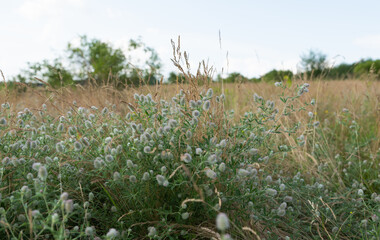 meadow flowers growing in the summer in the meadow
