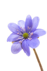 Hepatica Nobilis - first Spring flower isolated