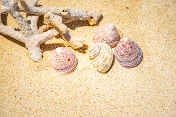 Shells of many types and sizes are found on our shelling beaches. at the sunset and warm tone.	
