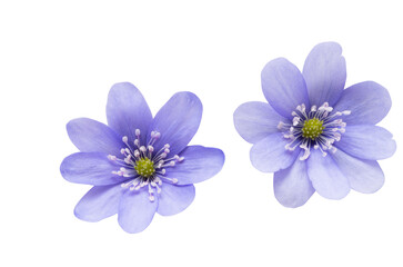 Hepatica Nobilis - first Spring flower isolated - obrazy, fototapety, plakaty