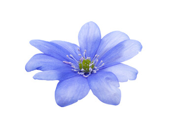 Fototapeta premium Hepatica Nobilis - first Spring flower isolated