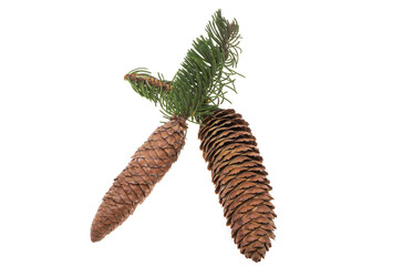 christmas fir cone isolated