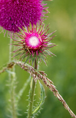 beautiful closeup of a dark pink flower on Musk Thistle (Carduus nutans) growing wild on Salisbury Plain chalklands, Wiltshire