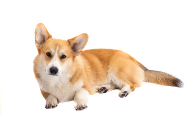 portrait of welsh corgi pembroke isolated