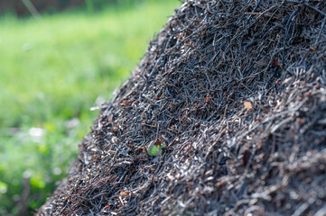 huge anthill with big red ants in the forest close. High quality photo
