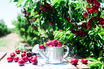 still life of cherries in small tin can on table in garden