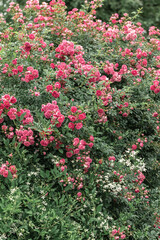 A bush of high roses woven red in the garden. A wall of plants. Gardening and breeding of rose varieties. Opened buds