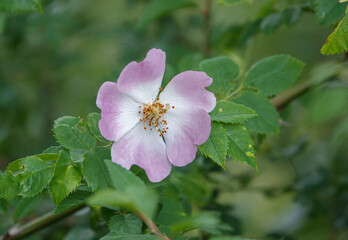 beautiful pink dog rose (Rosa canina) growing wild on Salisbury Plain chalkland meadows