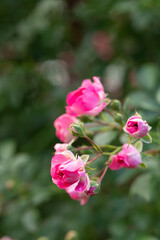 A branch with open buds of pink bush. The background of nature is foliage and shoots. Gardening and crop production