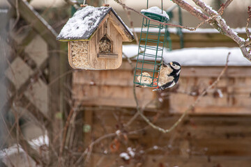 Buntspecht am Meisenknödel Halter im Winter