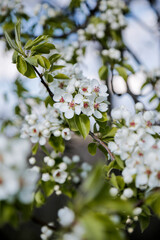 tree blossom