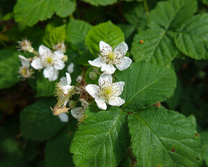 beautiful white flower of the common blackberry, bramble (Rubus fruticosus) growing wild