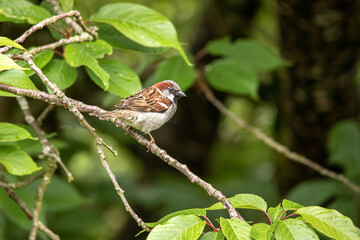 Spatz sitzt auf einem Ast