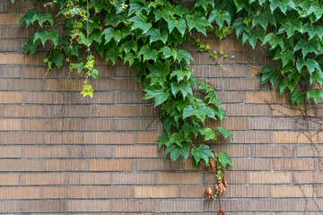 ivy on the wall