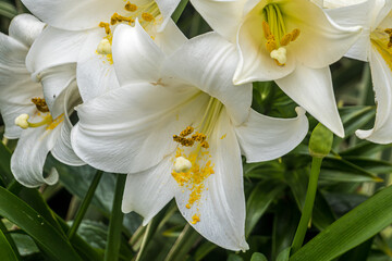 Fototapeta na wymiar white lilies in the garden