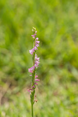 Spiral flowers in the field