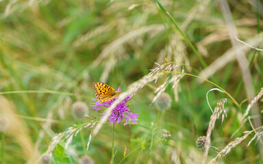 a female pearl-bordered fritillary (Boloria euphrosyne) feeding on a greater knapweed (Centaurea scabiosa) flower