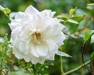 beautiful white rise of york flower in full bloom