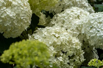 Rolgordijnen close up of white hydrangea quercifolia © shige_u