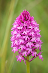 beautiful pink and purple pyramidal orchid (Anacamptis pyramidalis) growing wild on Salisbury Plain grasslands, Wiltshire UK