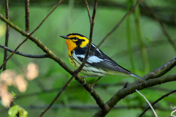 Blackburnian Warbler