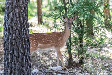 Young specimen of fallow or European Deer in the Sierra de Cazorla. The scientific name is Dama dama, sometimes called Cervus dama, it is a species of deer native to the Mediterranean region.