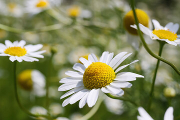 Closeup of white yellow chamomile blossoms in wild flower field in summer