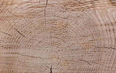 Photo sur Plexiglas Doux monstres Fond et texture de bûche de bois