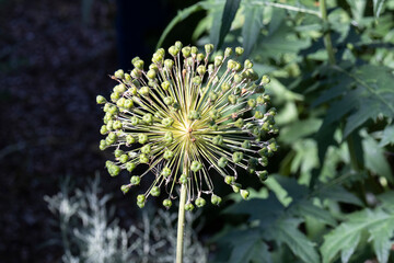 Flowering stem of an aralia