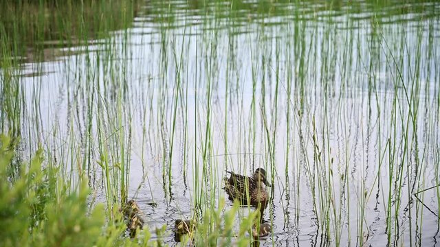 Duck with Ducklings Floating in the Pond in Summer Park. 4K video. Animals and Wildlife Concept. Close-up of ducks on the pond in the park. Wild ducks are reflected in the lake.