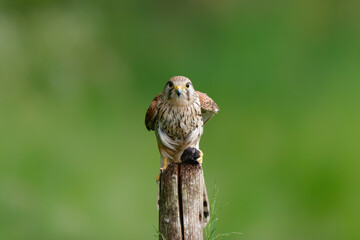Common Kestrel (Falco innunculus) eating a mouse on a pole in the meadows in the Netherlands