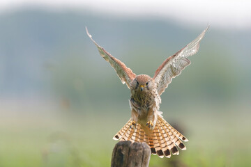 Common Kestrel (Falco innunculus) landing on a pole in the meadows in the Netherlands