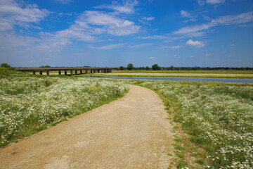 Fototapeta na wymiar View on cycling track through white chamaomile flowers field at river maas in summer against blue sky, bridge background - Netherlands, Well, Limburg