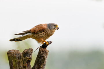 Common Kestrel (Falco innunculus) eating a mouse on a pole in the meadows in the Netherlands