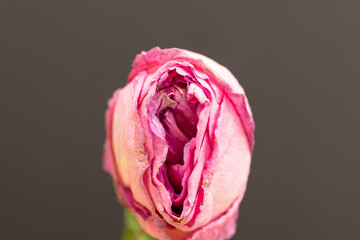 closeup of dried and withered pink rose flowers. Concept female vagina and female health.