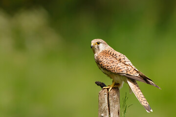 Common Kestrel (Falco innunculus) eating a mouse on a pole in the meadows in the Netherlands