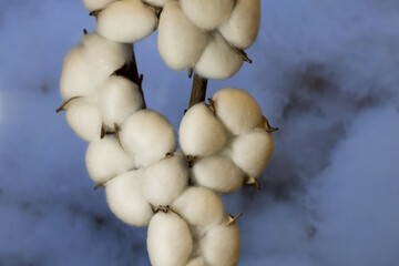 Branch with white fluffy cotton flowers with cotton background. Delicate light beauty cotton background. Natural organic fiber, agriculture, cotton seeds, raw materials for making fabric
