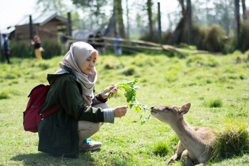 Asian Muslim woman feeding Timor deer at the ranca upas deer sanctuary, ciwidey - obrazy, fototapety, plakaty